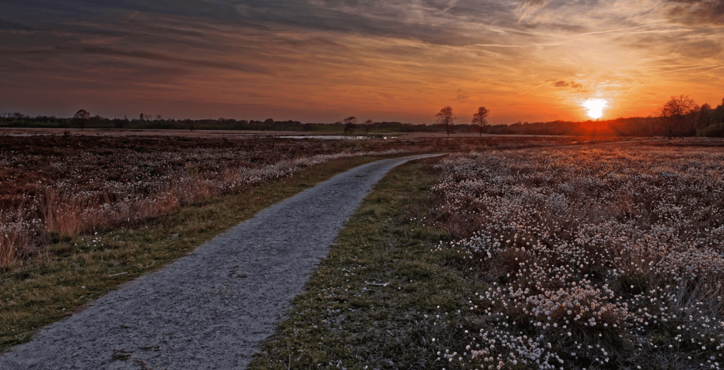 Peat-Moor-Peat-Free