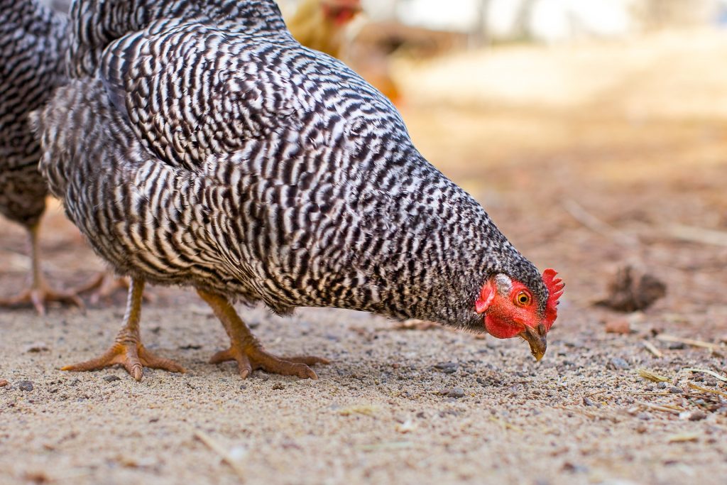 chicken-1821374_1920
