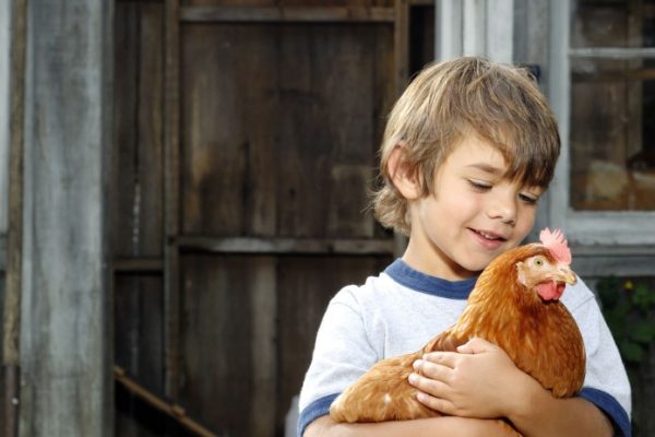 smiling-boy-with-chicken-695x1024 smiling-boy-with-chicken-695x1024