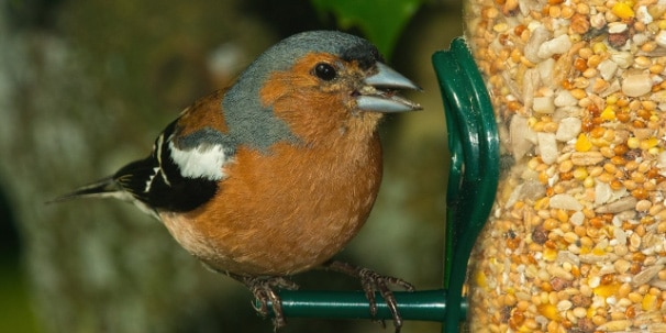 block_also-bird-care