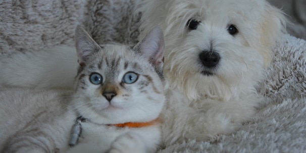 block_also-pet-care