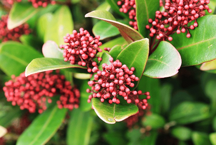 WinterPlants