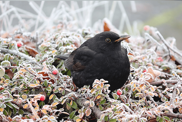WinterWildlife