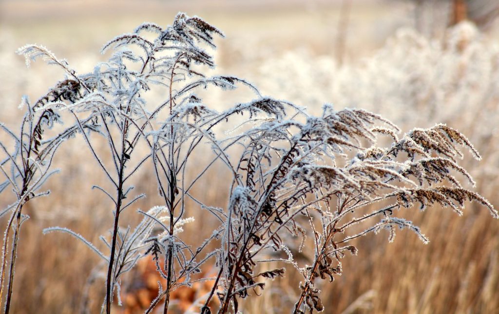 frost-3988071_1920