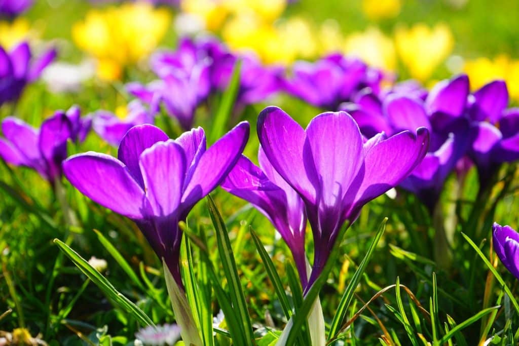 purple-318293_1920 (1)