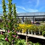 plants 2