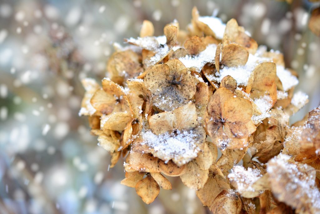 December_Garden_Jobs_Hydrangea-1024x683-1